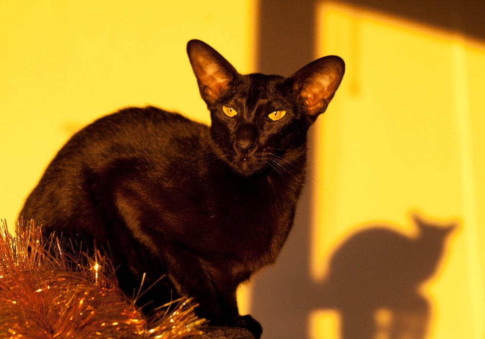 Чёрный котёнок ориентальной породы