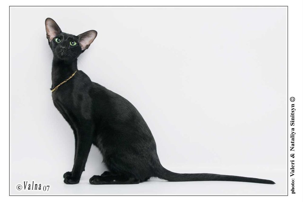 Грациозные ориентальные кошки