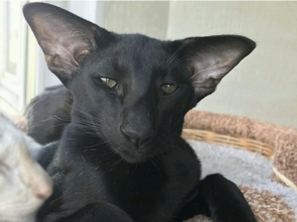 Ориентальная кошка эбони