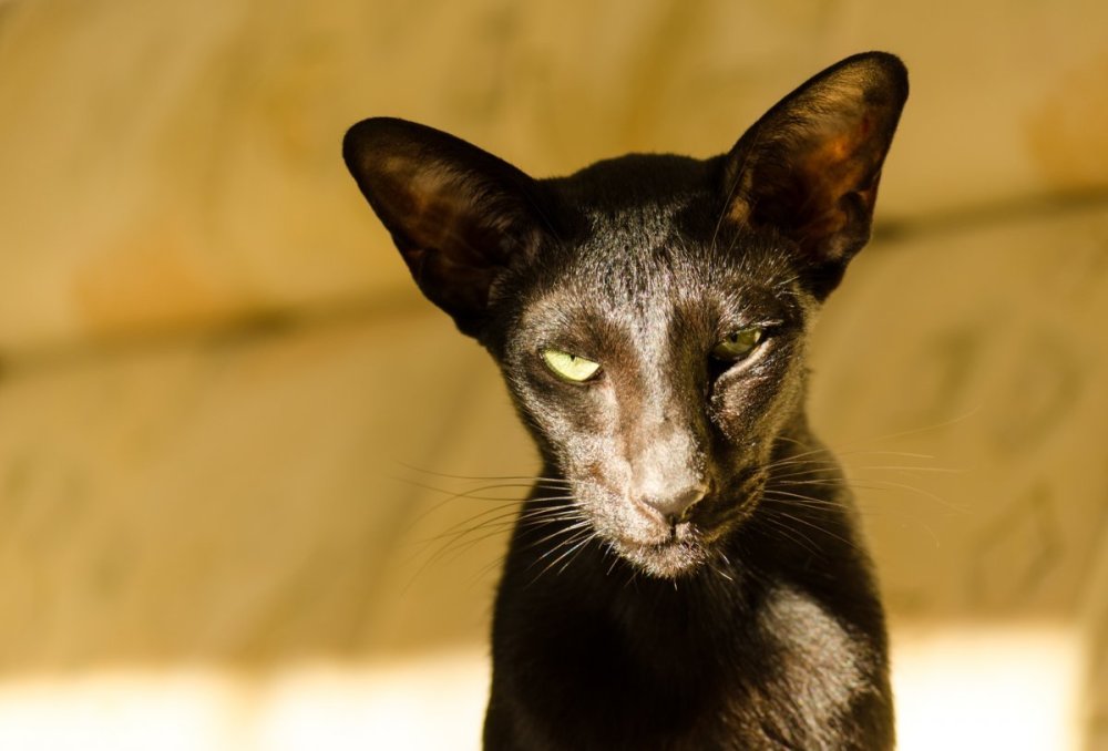 Ориентал Гавана