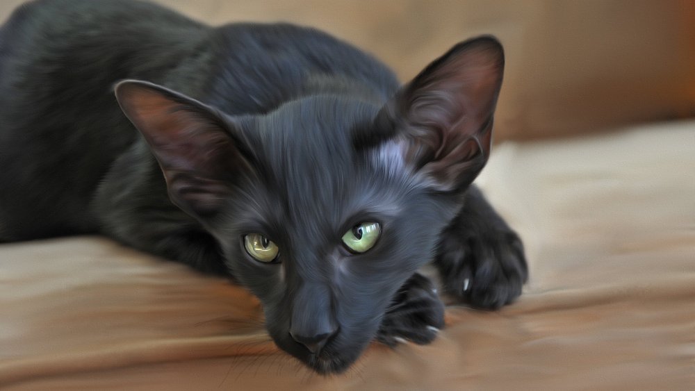 Ориентал кошка черная