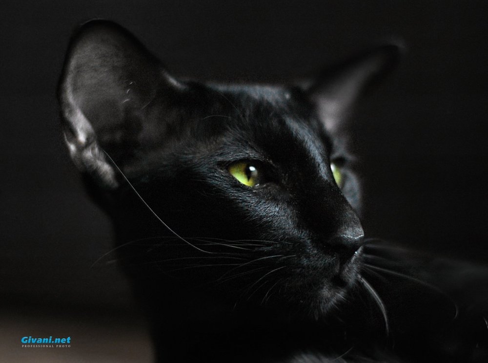 Черный ориентальный кот