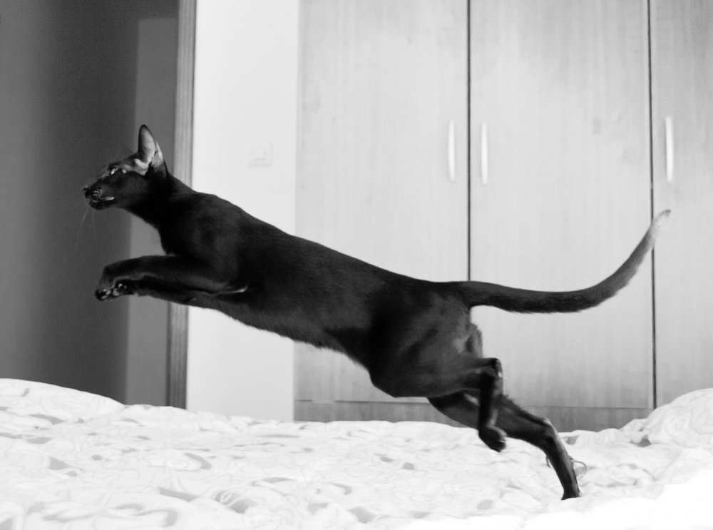 Ориентальная кошка фото