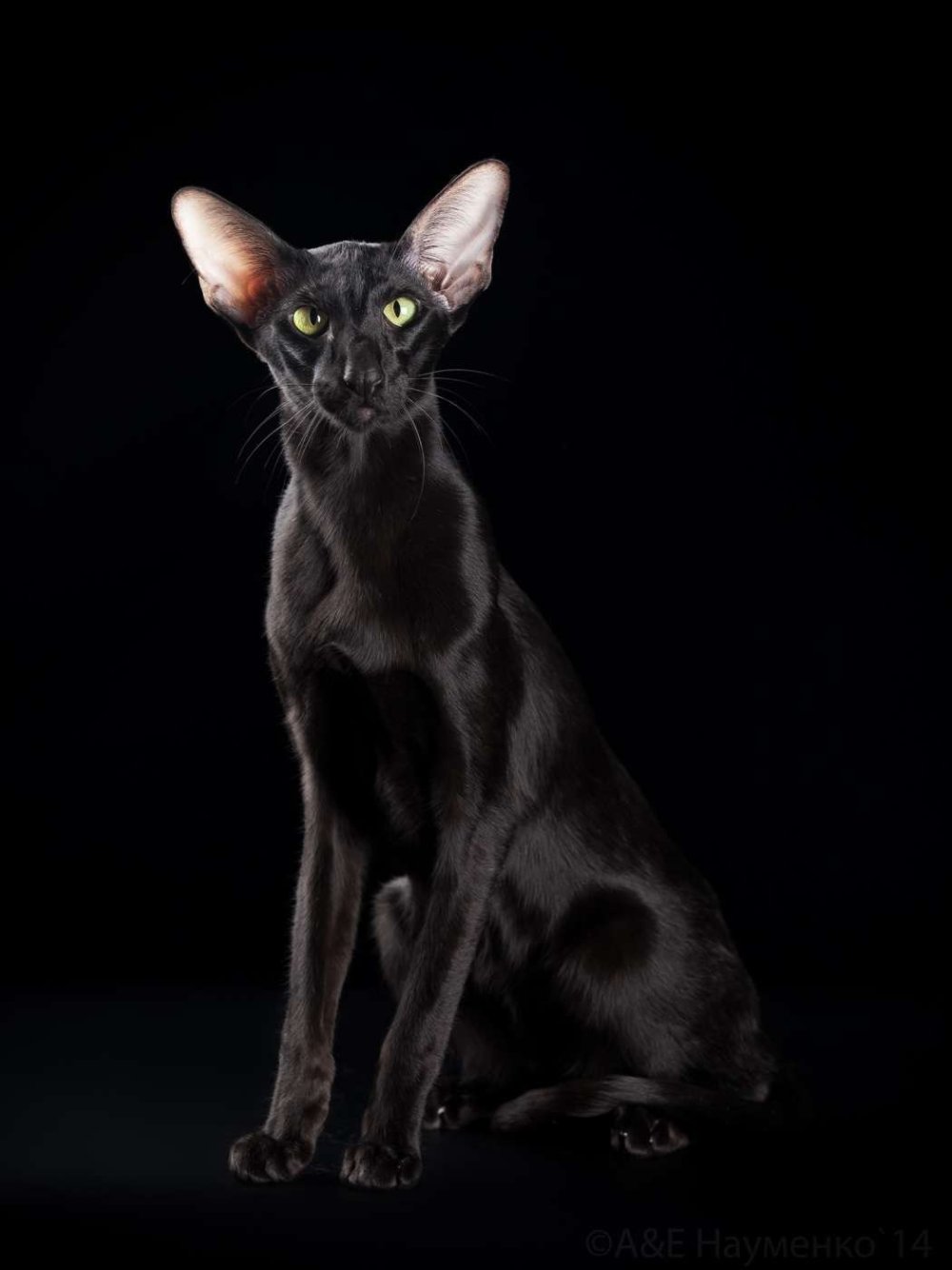 Ориентальная кошка черная