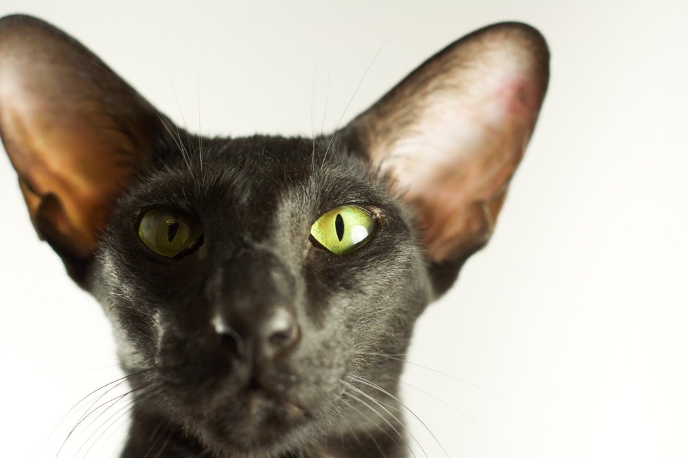 Ориентальная кошка (Ориентал)