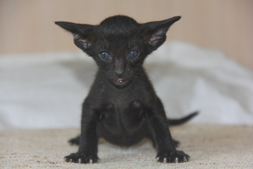 Черный ориентальный кот