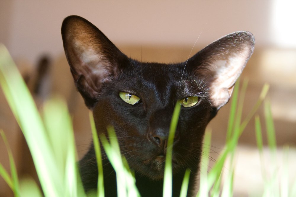 Восточная Ориентальная кошка