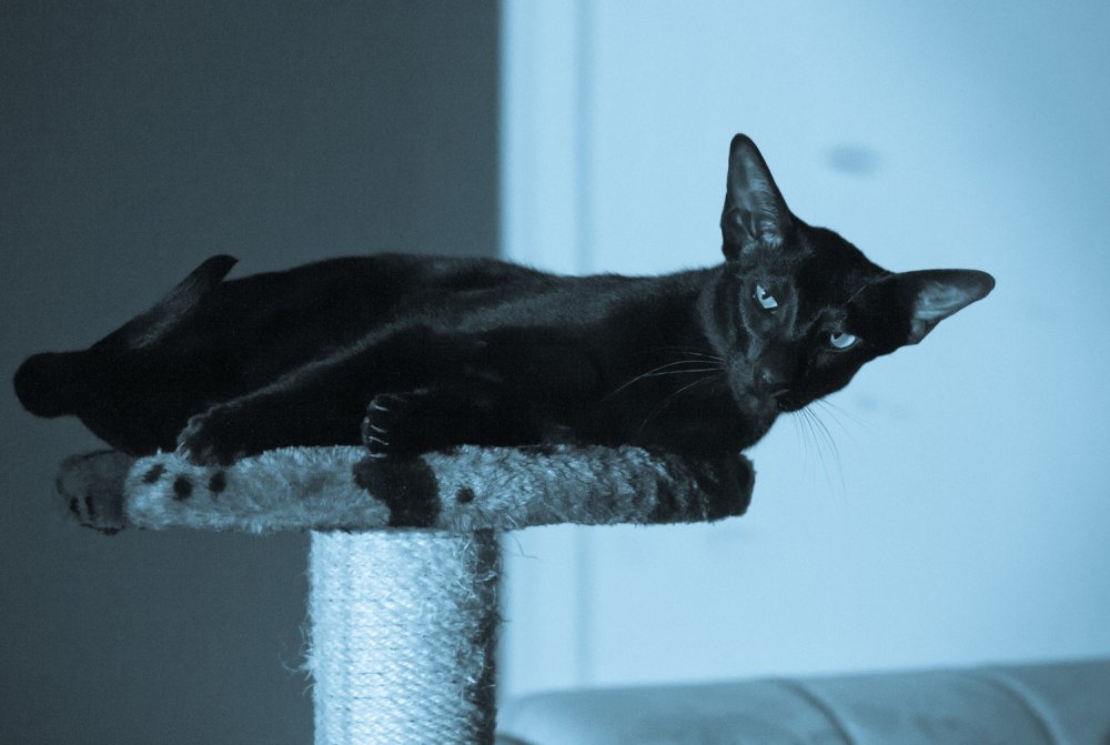 Кошки породы Ориентальная Гавана