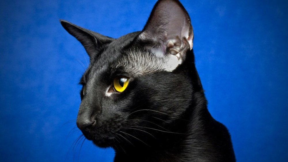 Чёрный ориентальный кот с голубыми глазами