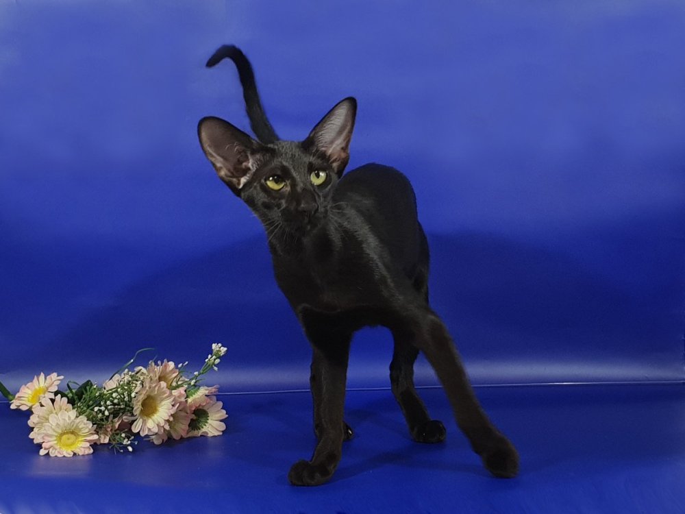 Черный ориентальный кот