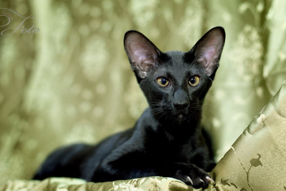 Ориентальная длинношерстная кошка