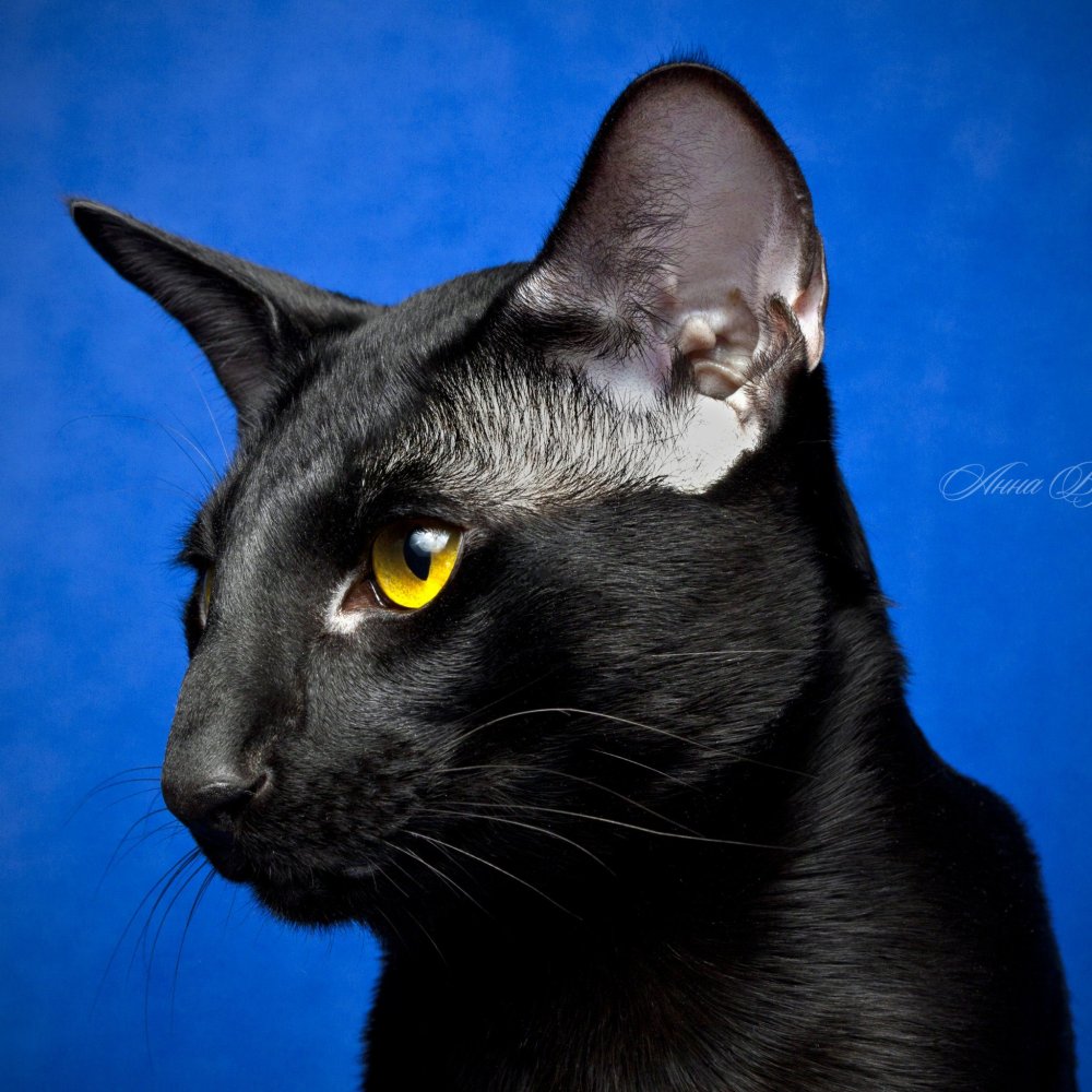 Черный ориентальный кот портрет