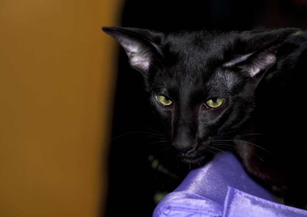 Ориентальная кошка джипег