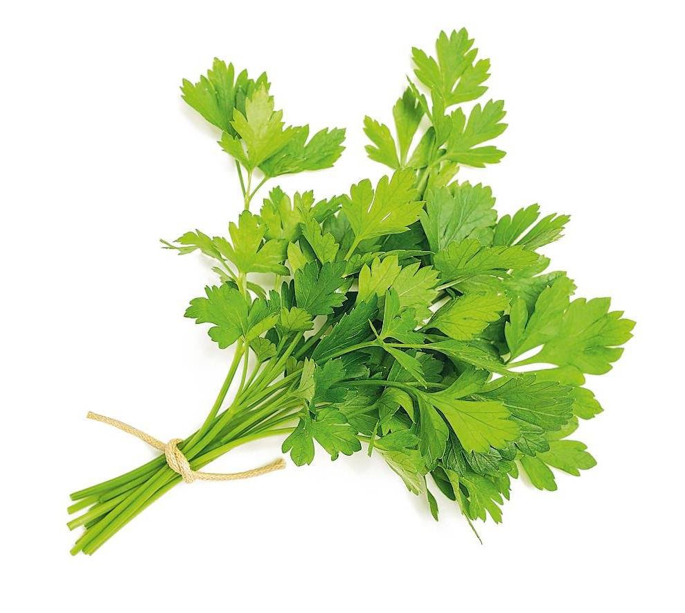 Салат укроп белом фоне