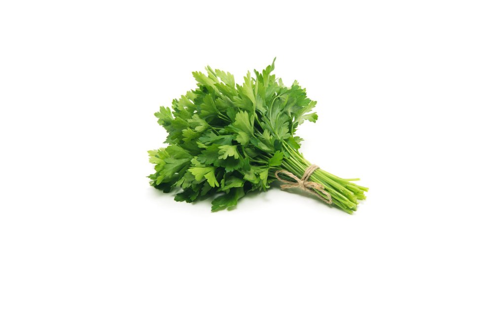 Петрушка укроп вектор