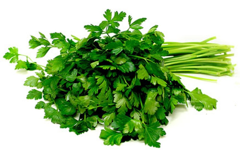 Веточка петрушки на белом фоне