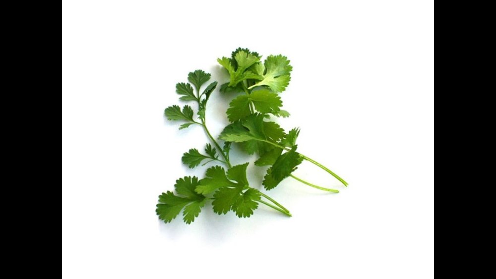 Петрушка для детей