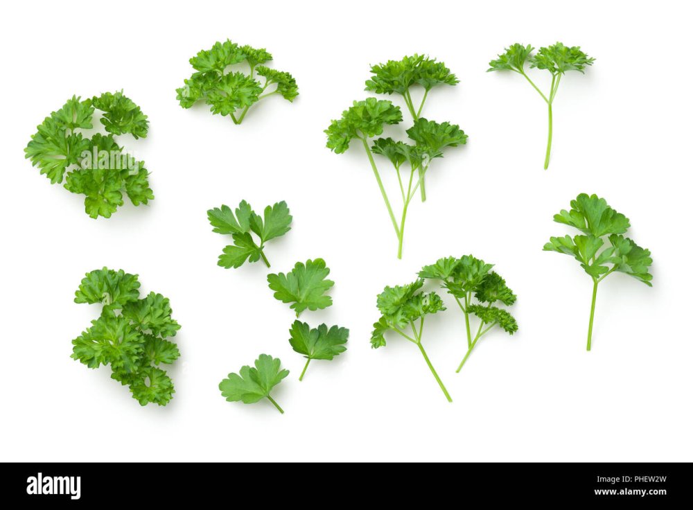 Петрушка кориандр укроп вектор