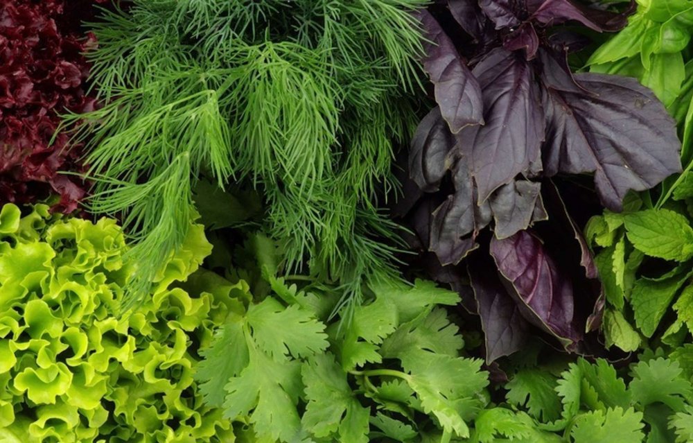 Петрушка укроп кинза базилик