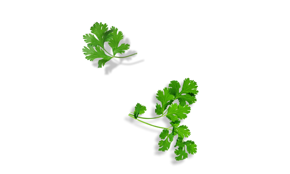 Кориандр веточка