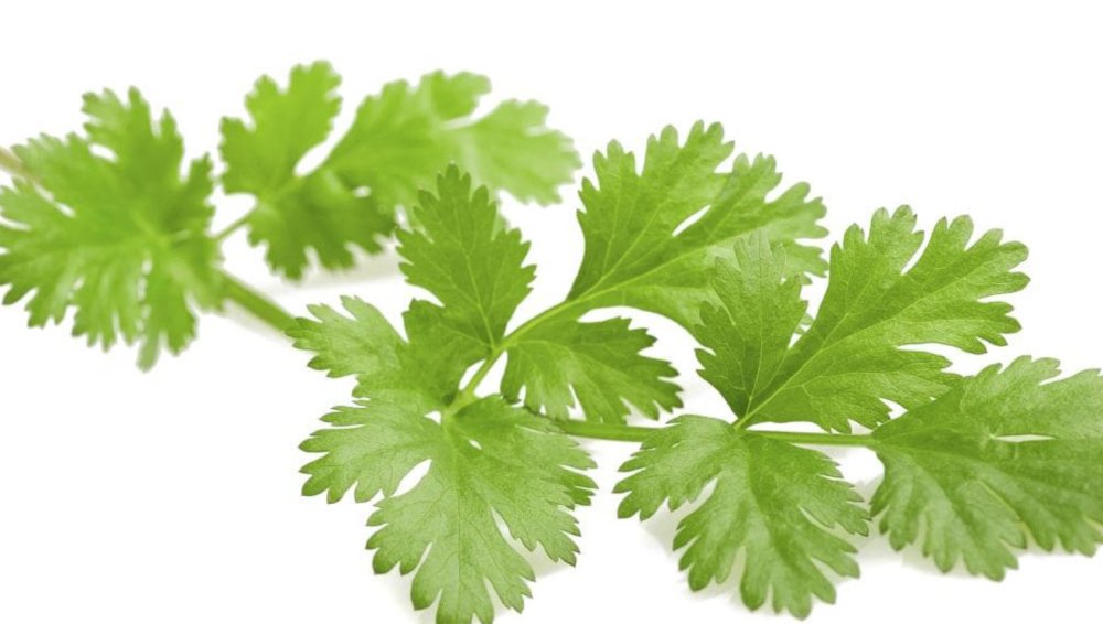 Зелень лук укроп на черном фоне