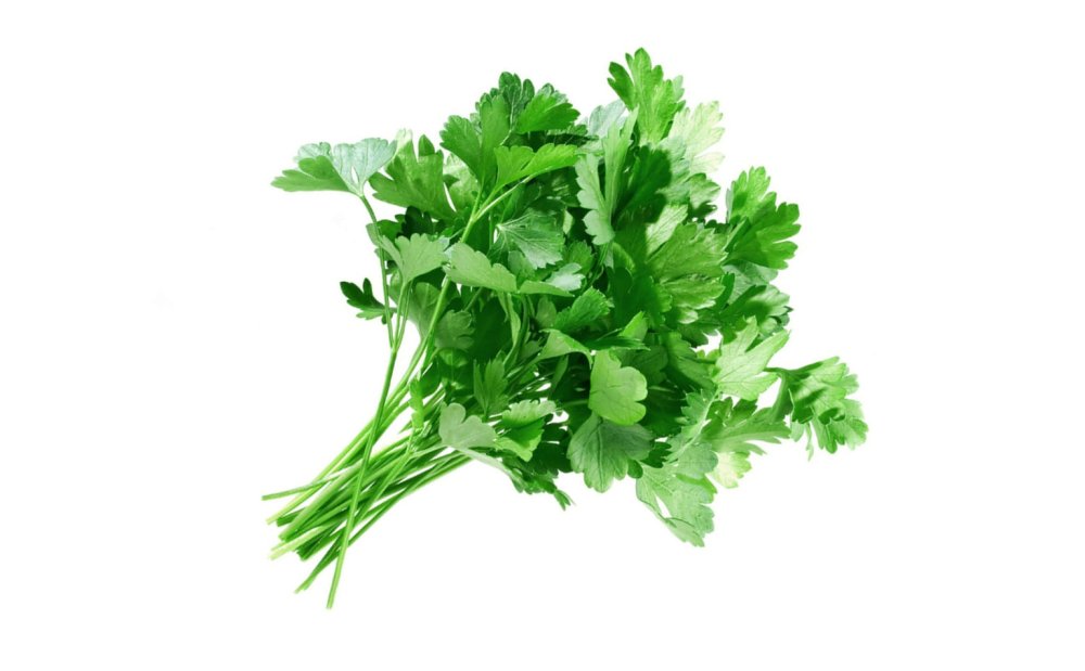 Укроп петрушка кинза