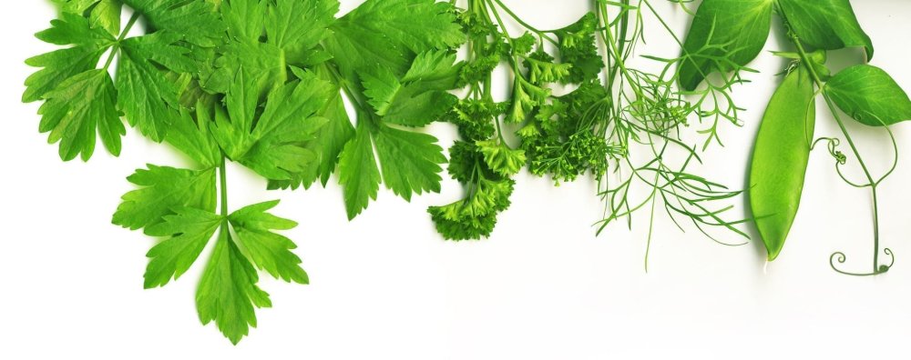 Зелень на белом фоне вид сверху