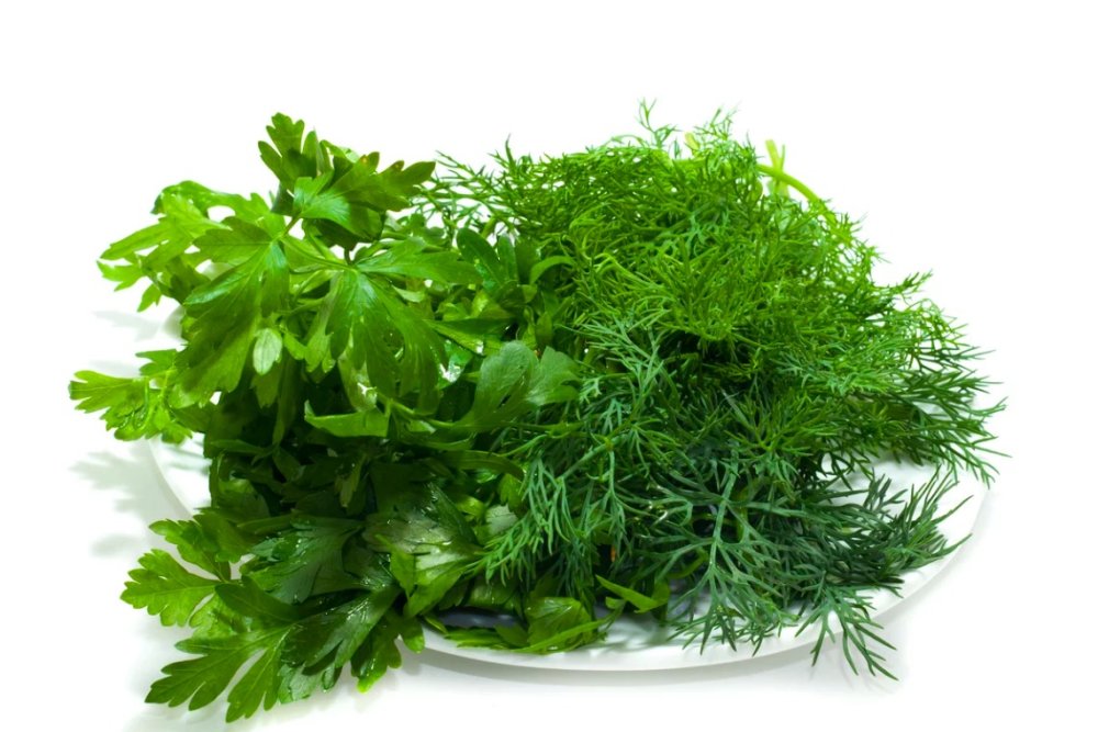 Укроп петрушка кинза