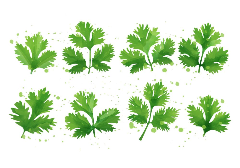 Петрушка листовая салатная