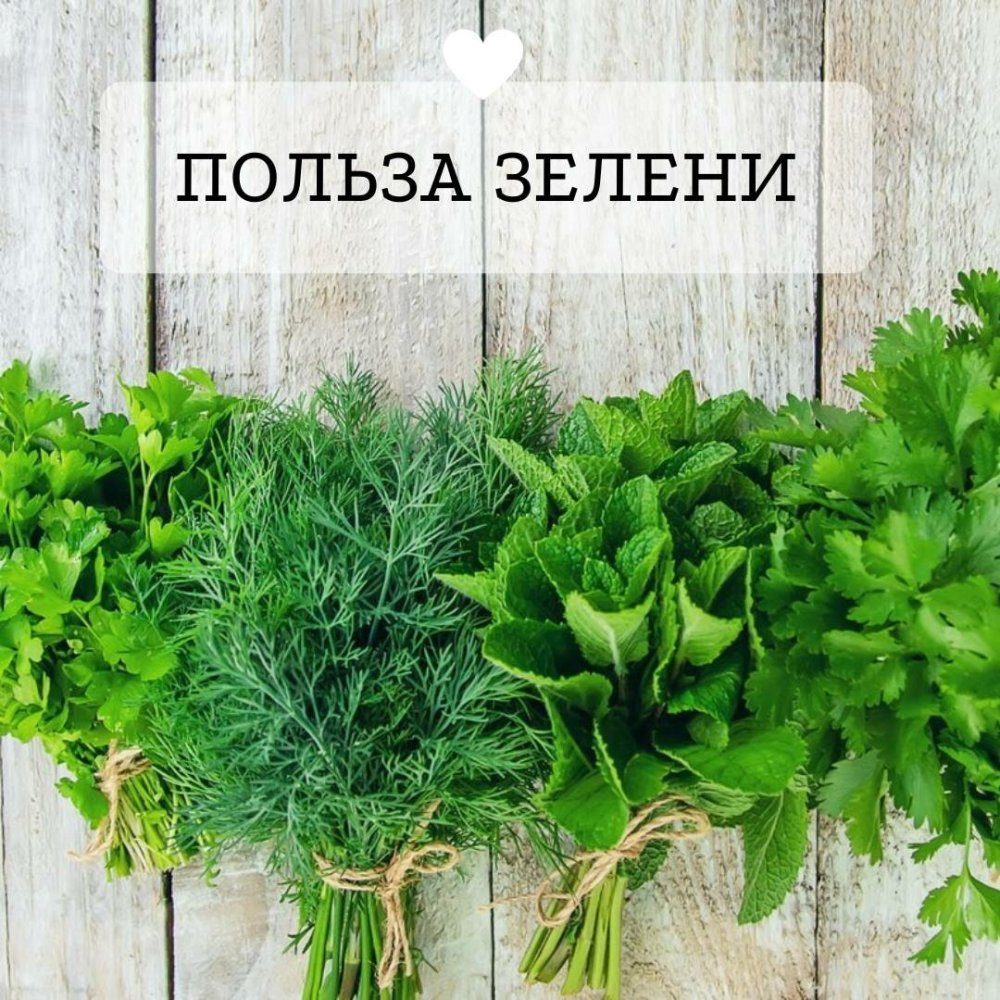 Укроп и петрушка на белом фоне