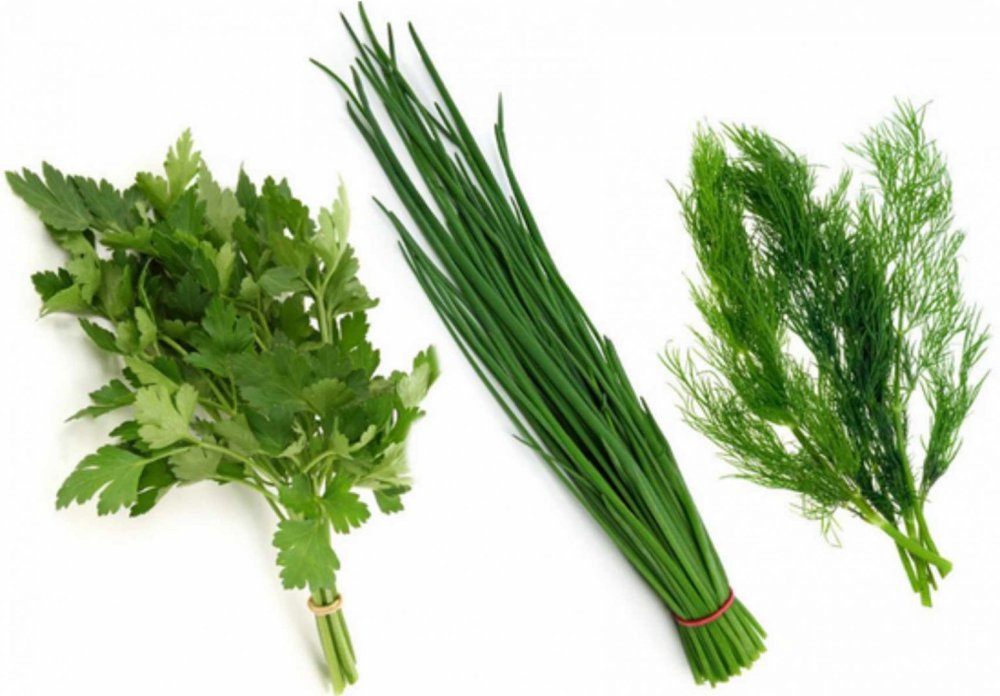 Петрушка листовая Титан