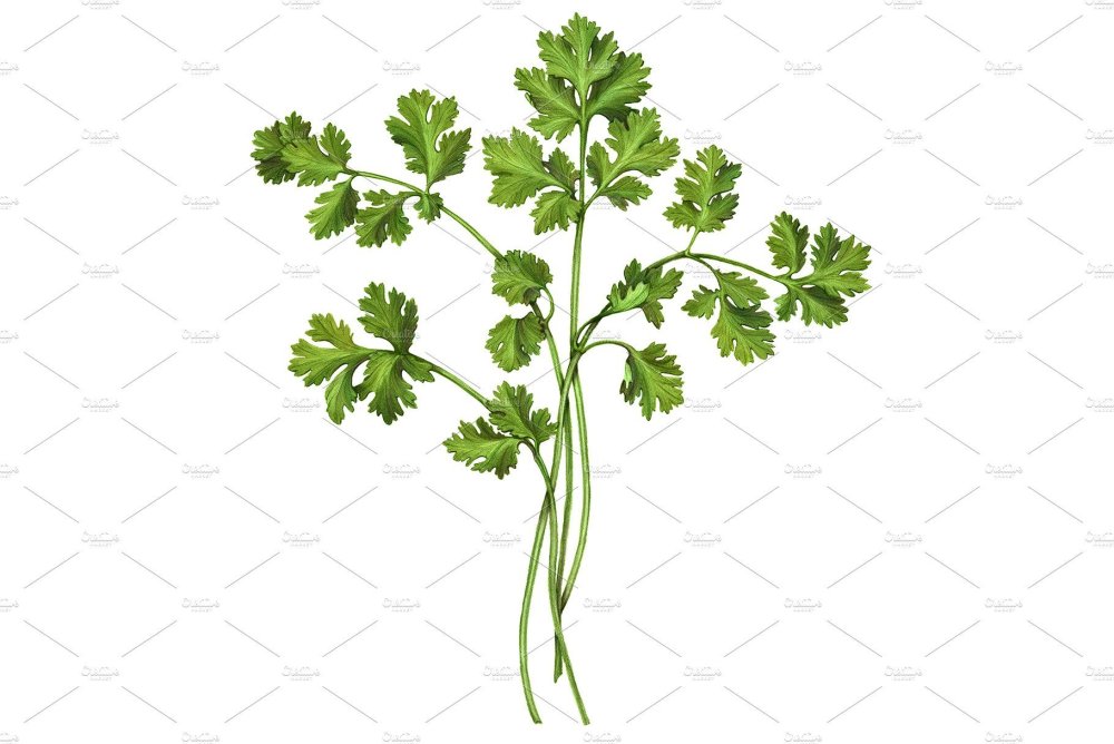 Веточка петрушки