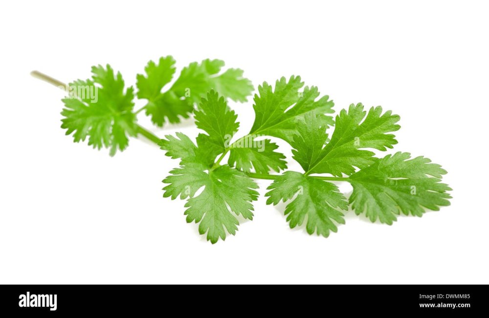 Ассорти салатное укроп петрушка кинза