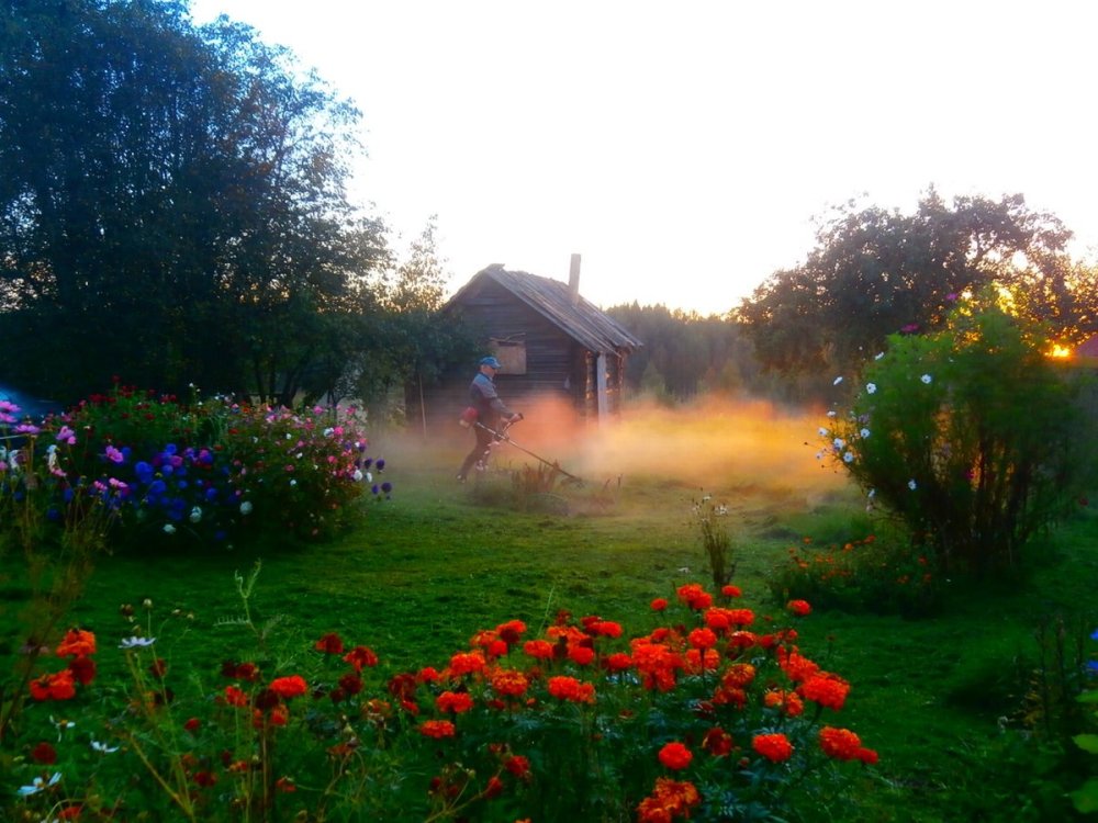 Раннее летнее утро