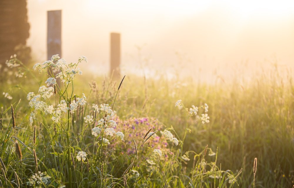 Утро в деревне