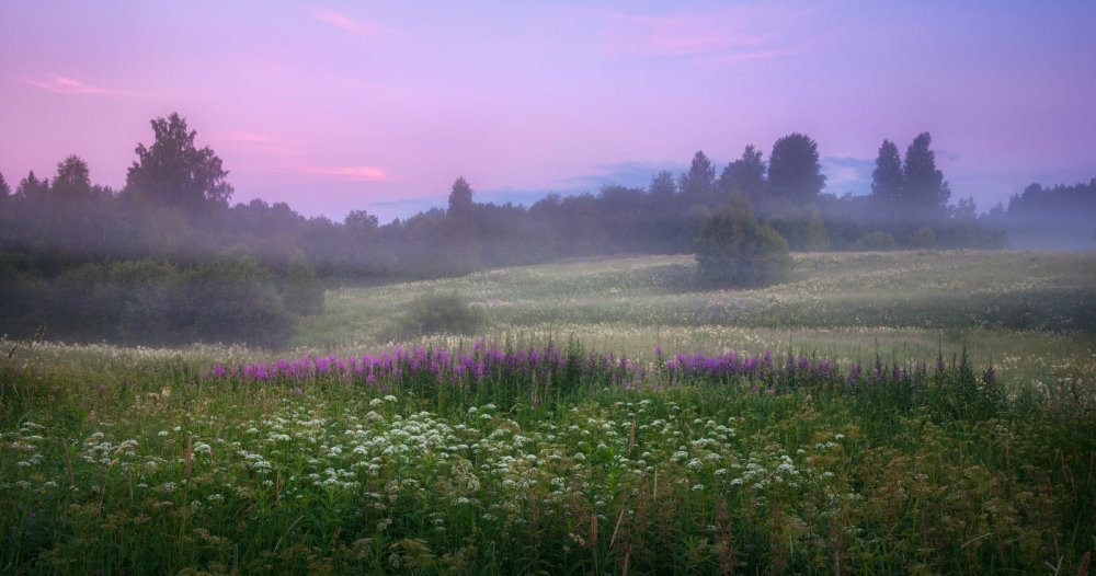 Лошади на лугу в тумане