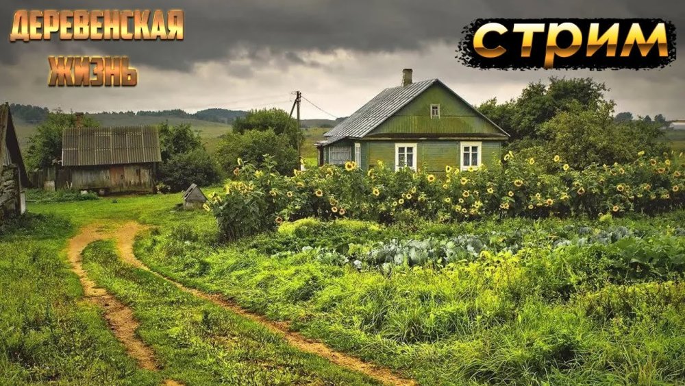 Лето лес вечер деревня