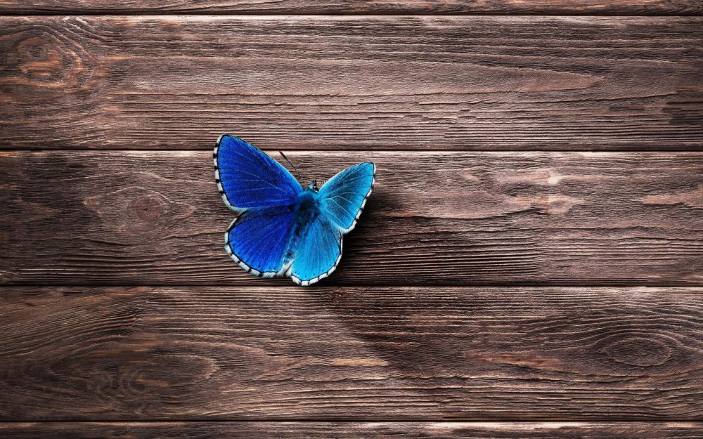 Бабочка на синем фоне
