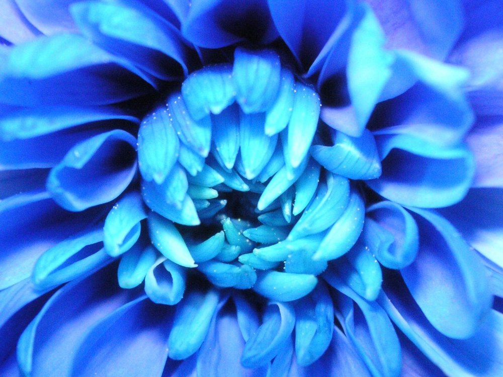 Ярко синие цветы