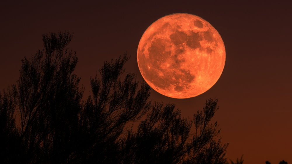 Ворон Кровавая Луна