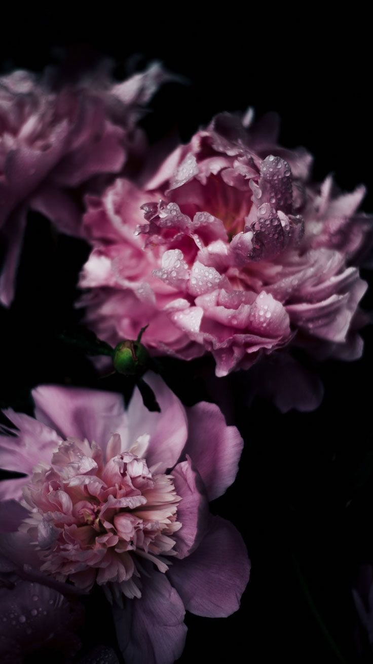 Magda Indigo пионы