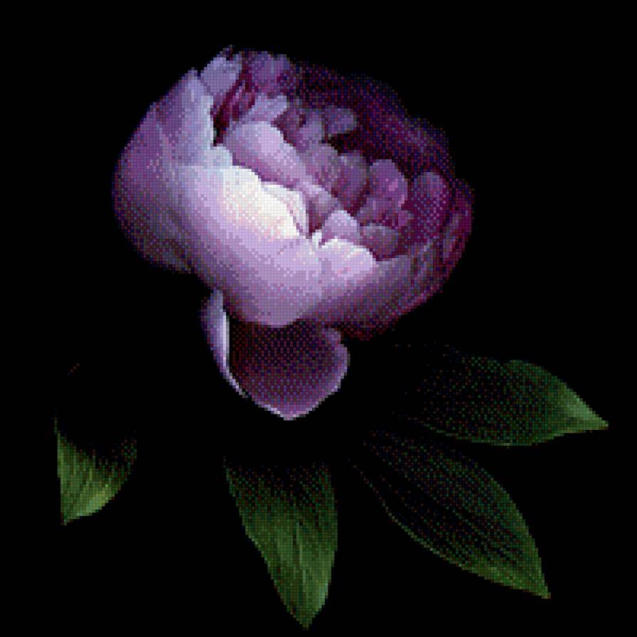 Пионы на черном фоне