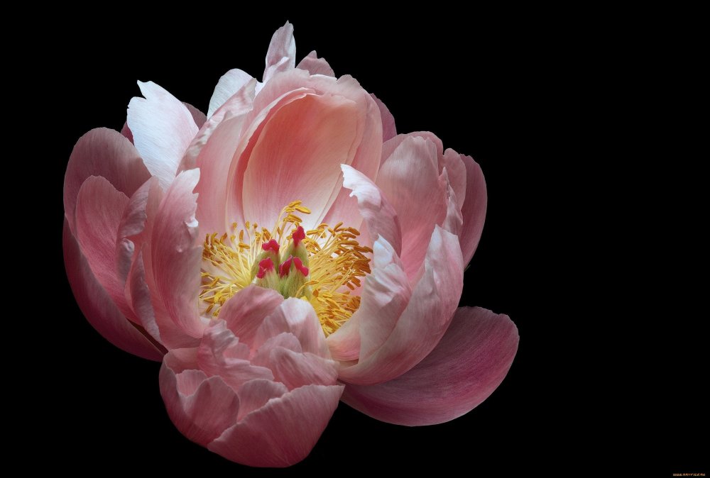 Пион David Harum