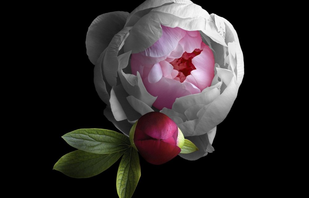 Картинки на рабочий стол цветы пионы