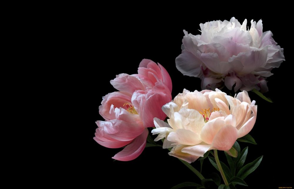 Белые пионы на черном фоне