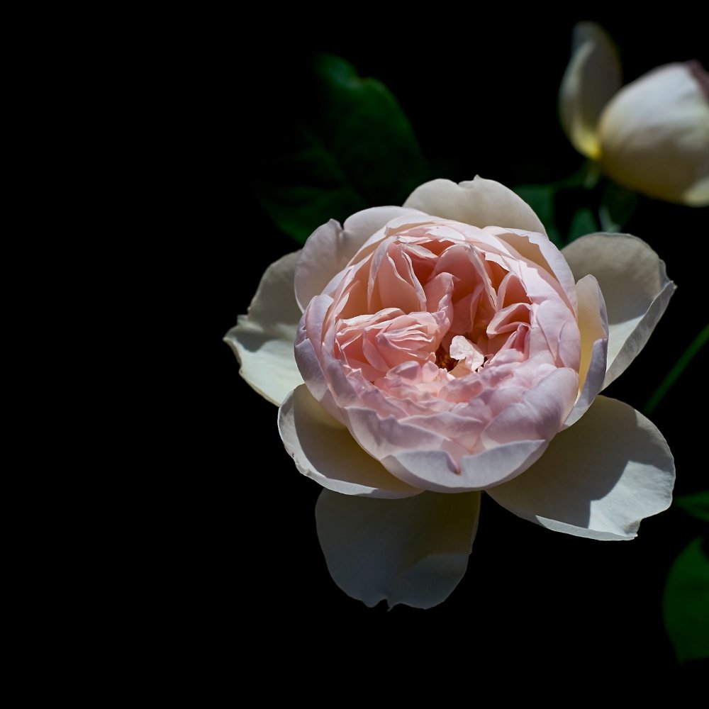 Цветы на черном фоне