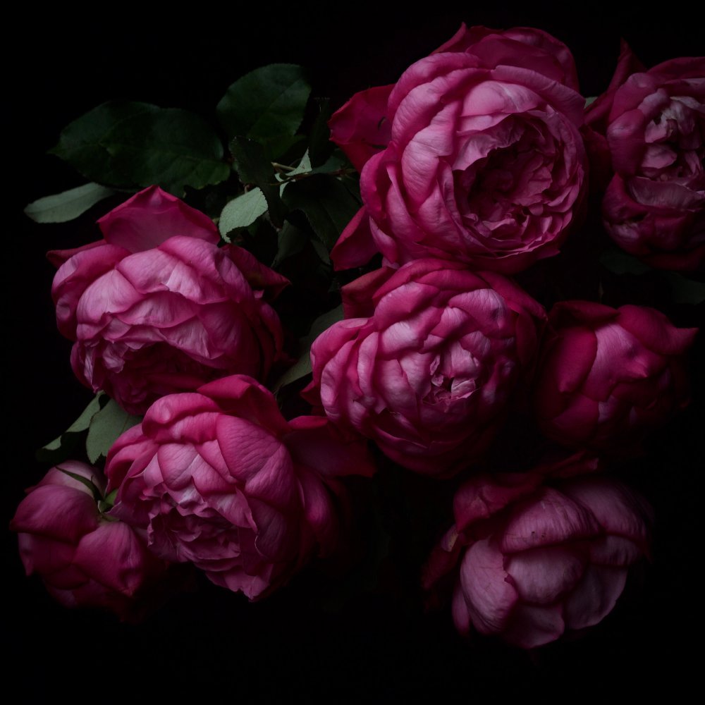 Пионы темные