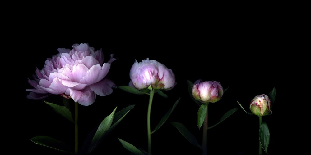 Magda Indigo пионы