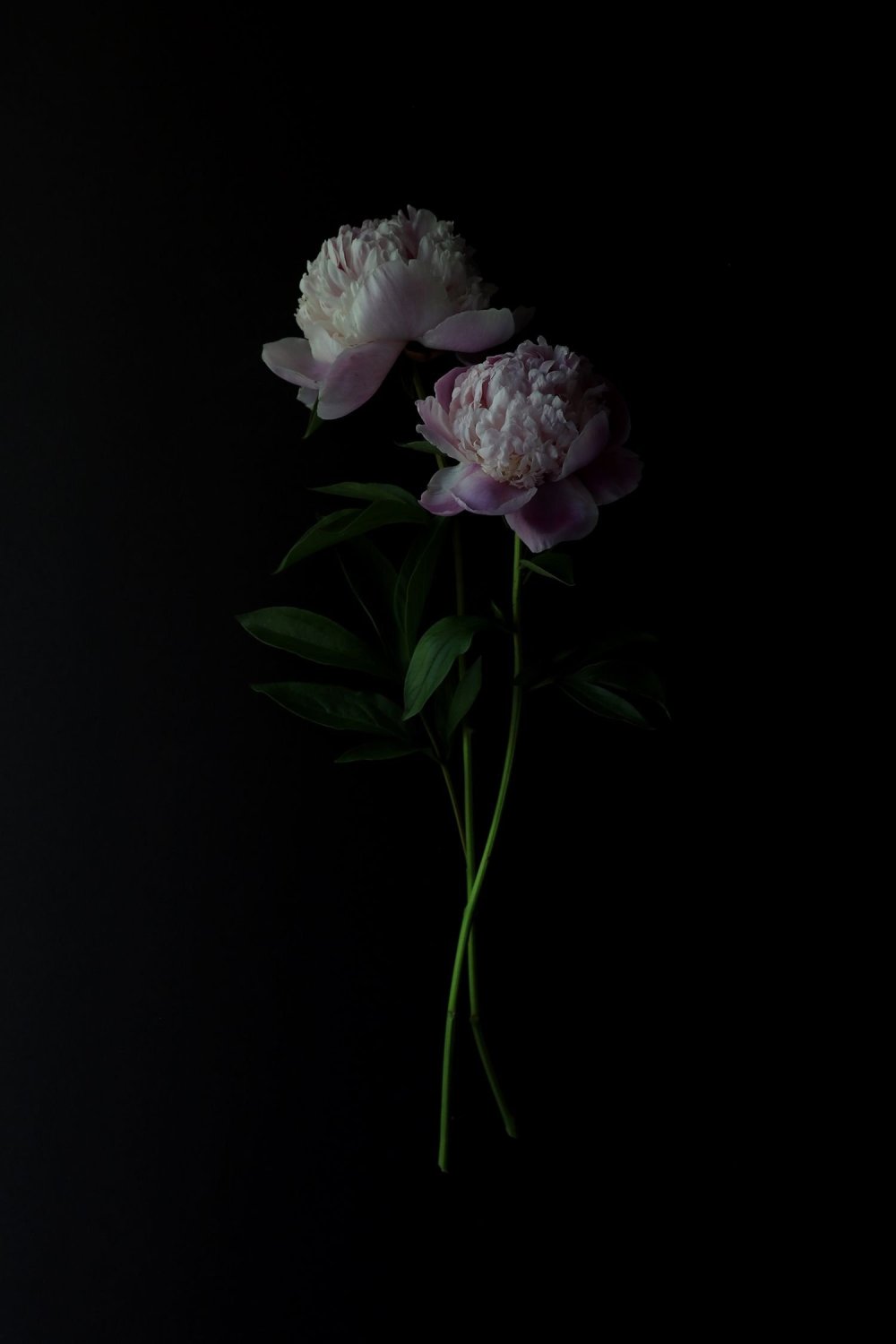 Пионы на темном фоне