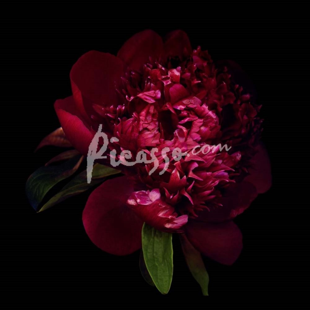 Пионовая роза куст